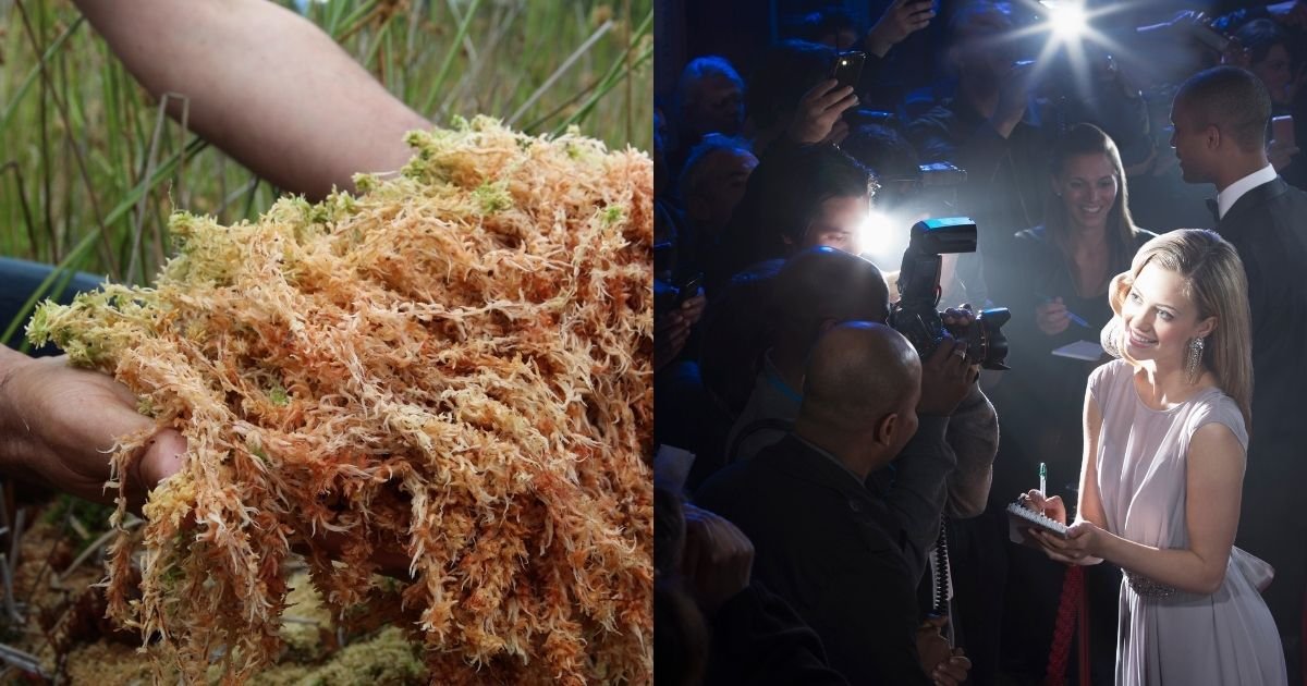 Why Celebrities endorses Seamoss