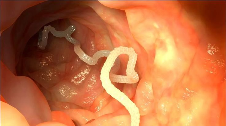 a tapeworm is a parasitic worm that lives inside the intestines of it's prey 