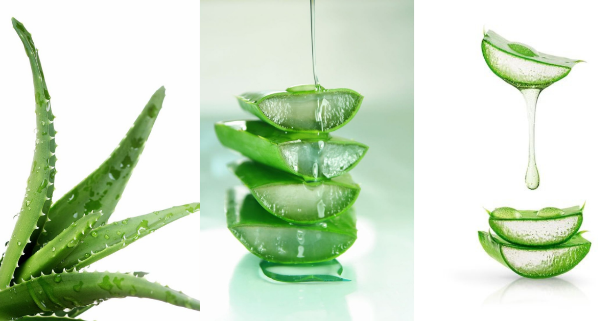 aloe vera