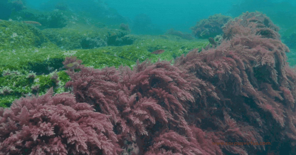 seamoss gif