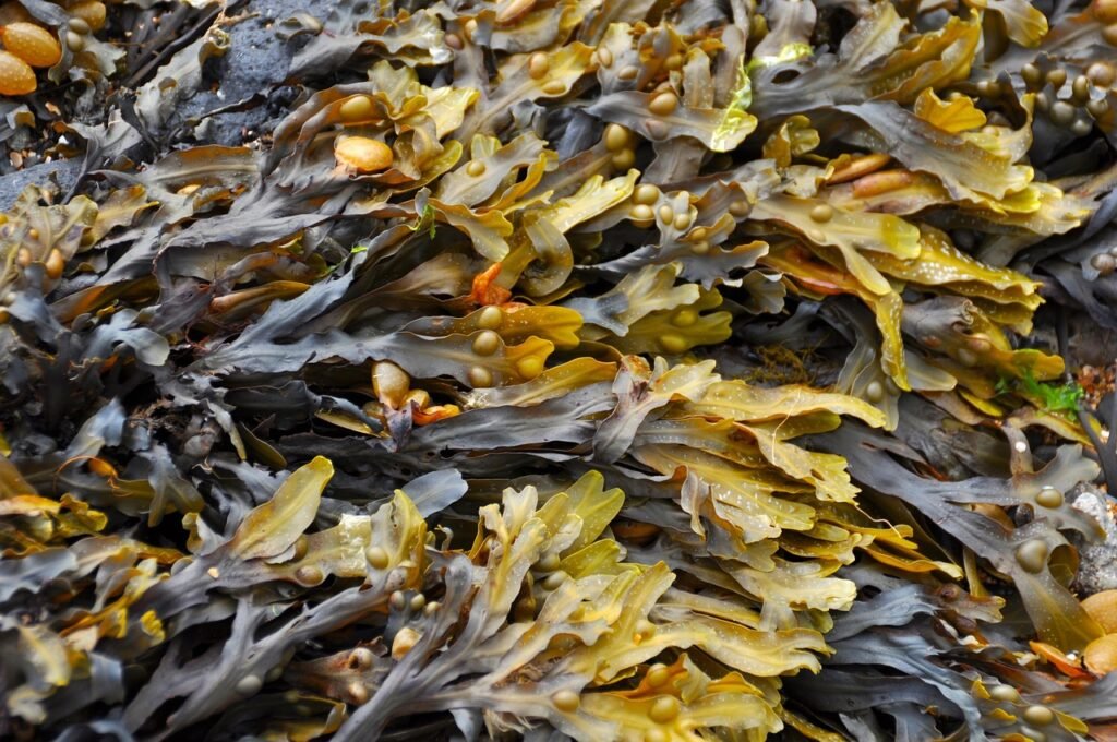 seaweed 270426 1280