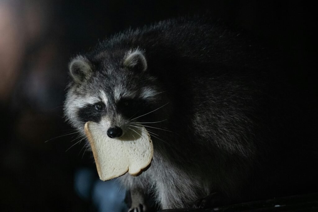A raccoon holding a slice of bread during nighttime in a forest.